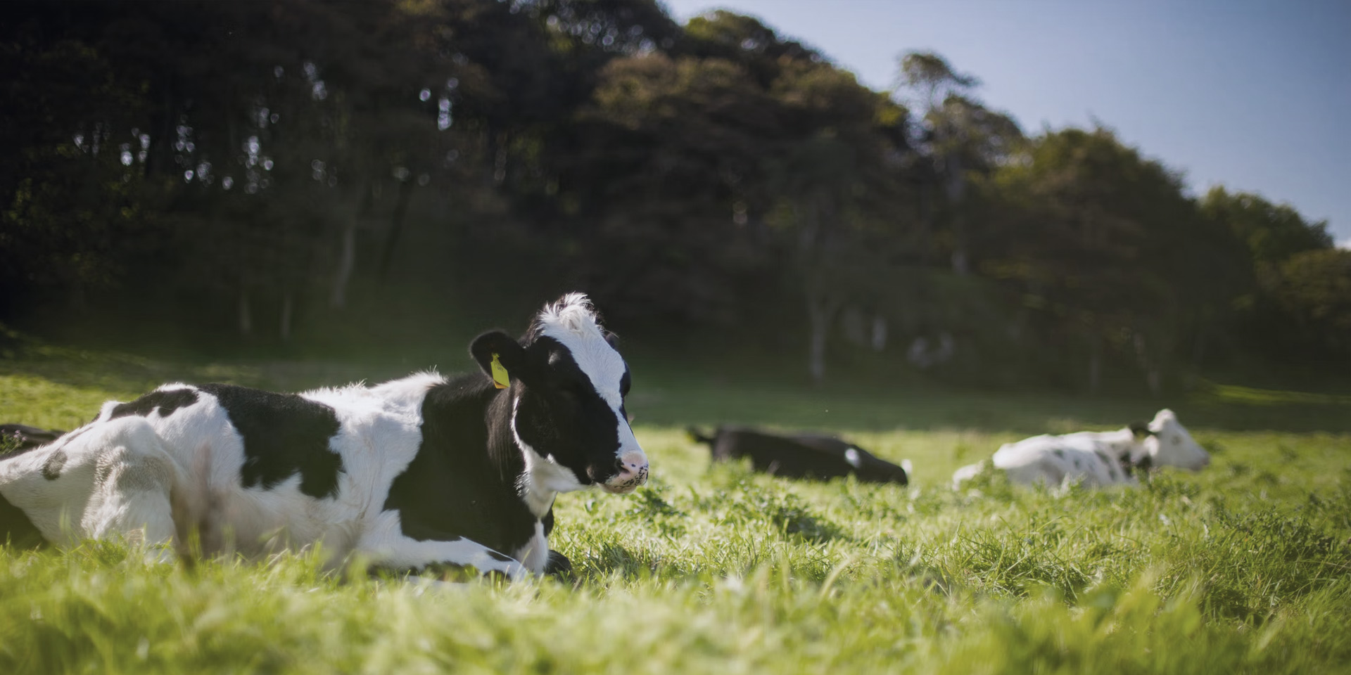 c68996535200b25a252522ec02e493f2